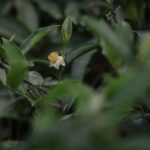 Vom Hochland bis in den Supermarkt: Tee zwischen Marktmacht und Menschenrechten